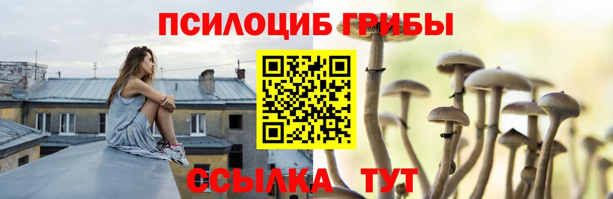 Псилоцибиновые грибы Psilocybe Ишим